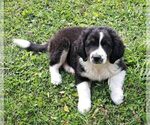 Small #3 Border-Aussie-Great Pyrenees Mix