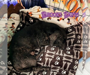 Brooks Dunn - Male Dachshund Dog for Adoption - Photo #10