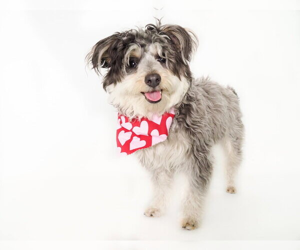 Medium Photo #3 Poodle (Miniature)-Unknown Mix Puppy For Sale in Phoenix, AZ, USA