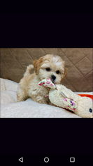Lhasa-Poo-Unknown Mix Puppy for sale in CLEVELAND, OH, USA
