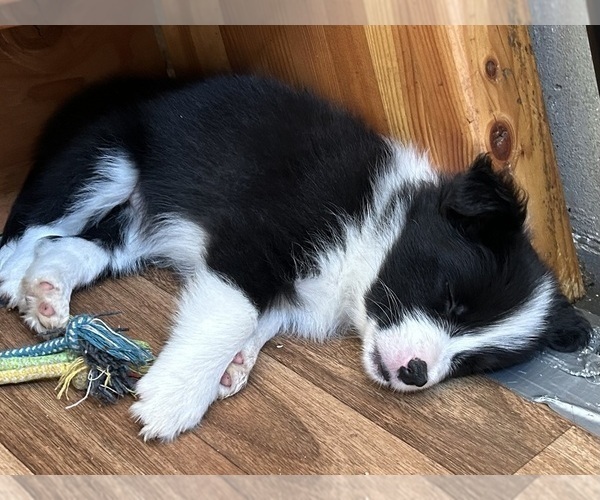 Medium Photo #12 Border Collie Puppy For Sale in CAMAS, WA, USA