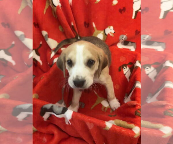 Medium Photo #7 Beagle-Unknown Mix Puppy For Sale in Holly Springs, NC, USA