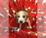 Small Photo #7 Beagle-Unknown Mix Puppy For Sale in Holly Springs, NC, USA