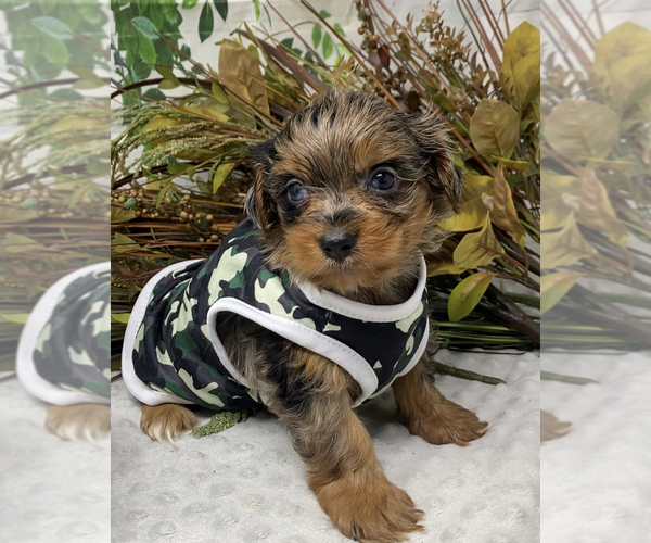 Medium Photo #11 Shorkie Tzu Puppy For Sale in SELLERSBURG, IN, USA