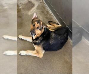 MILLIE - Female German Shepherd Dog Dog for Adoption - Photo #2