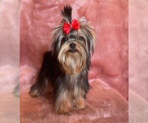 Yorkshire Terrier Puppy for sale in ROANOKE, VA, USA