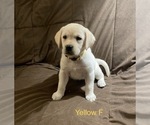 Small #4 Labrador Retriever