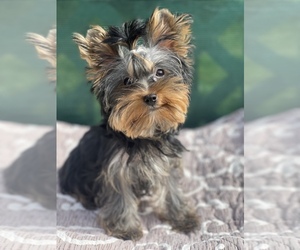 Yorkshire Terrier Puppy for sale in CORAL SPRINGS, FL, USA