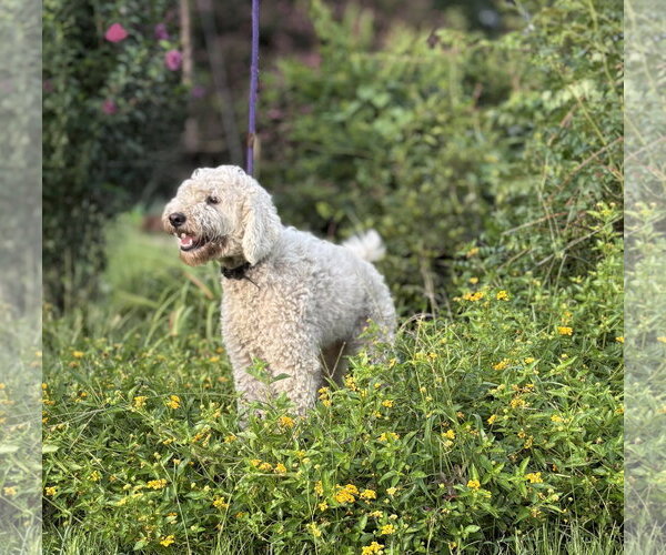 Medium Photo #2 Goldendoodle (Miniature) Puppy For Sale in Holly Hill, SC, USA