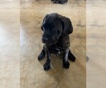 Small #2 Cane Corso