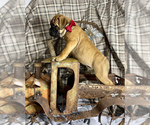 Small Photo #6 Bullmastiff Puppy For Sale in BELLVILLE, TX, USA