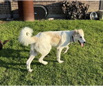 Small Photo #5 Great Pyrenees-Unknown Mix Puppy For Sale in Dallas, TX, USA