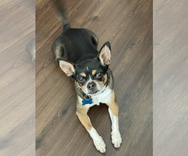 Medium Photo #1 Chihuahua-Unknown Mix Puppy For Sale in Plainfield, IL, USA