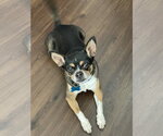 Small Chihuahua Mix