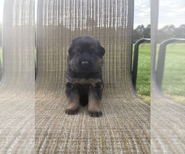 Medium Photo #3 German Shepherd Dog Puppy For Sale in SUMPTER TWP, MI, USA