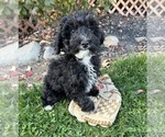 Small Photo #2 Poodle (Miniature) Puppy For Sale in MIDDLEBURY, IN, USA