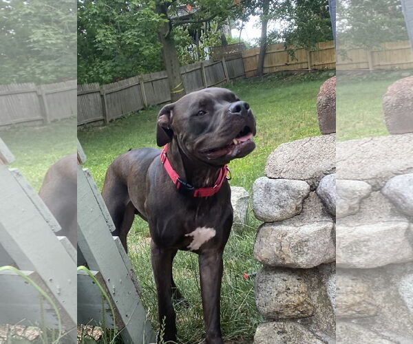 Medium Photo #11 Bullboxer Pit Puppy For Sale in Rockaway, NJ, USA
