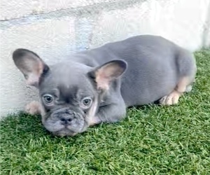 Medium French Bulldog