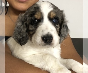 Springerdoodle Puppy for sale in SHERMAN, TX, USA