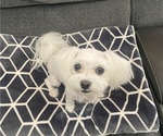 Small Photo #1 Maltese Puppy For Sale in NAMPA, ID, USA