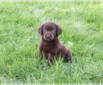 Small #2 Labrador Retriever