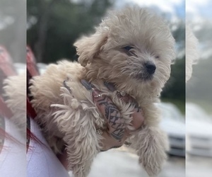 Maltese-Poodle (Toy) Mix Puppy for sale in JACKSONVILLE, FL, USA