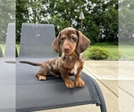 Small #2 Dachshund
