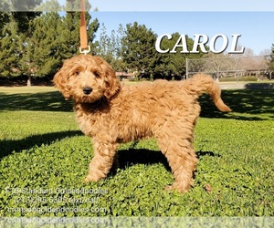 Goldendoodle Dogs for adoption in BREA, CA, USA