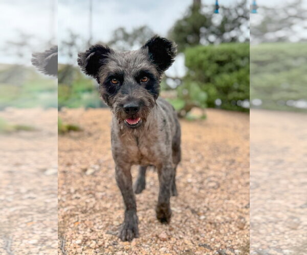 Medium Photo #2 Mutt Puppy For Sale in PIPE CREEK, TX, USA
