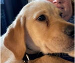 Small #15 Labrador Retriever Mix