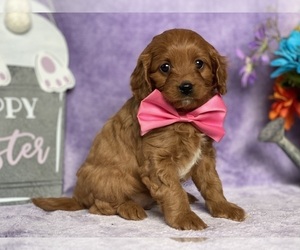 Cavapoo Puppy for sale in LANCASTER, PA, USA