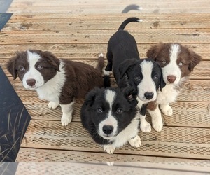 Border Collie Puppy for Sale in HARRISON, Idaho USA
