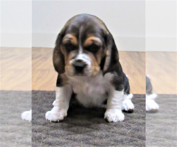 Medium Photo #2 Beagle Puppy For Sale in MORRILL, KS, USA
