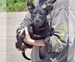 Small #2 American Staffordshire Terrier-German Shepherd Dog Mix
