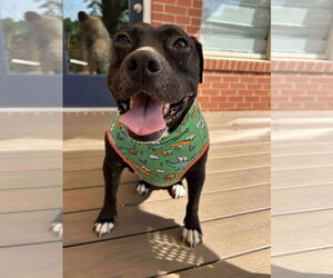 American Pit Bull Terrier-Unknown Mix Dogs for adoption in Germantown, OH, USA