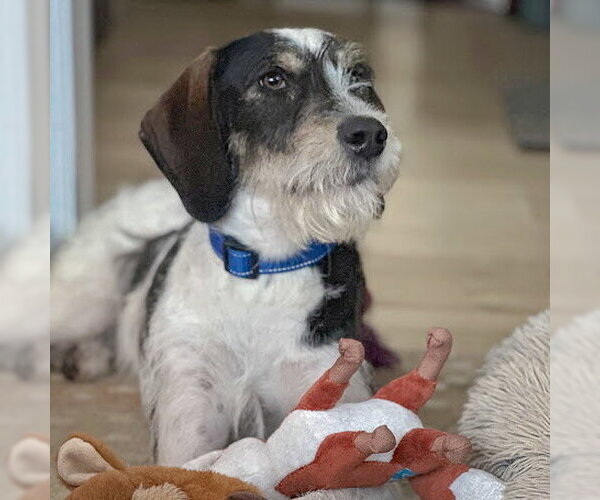 Medium Photo #8 German Shorthaired Pointer-Unknown Mix Puppy For Sale in Huntley, IL, USA