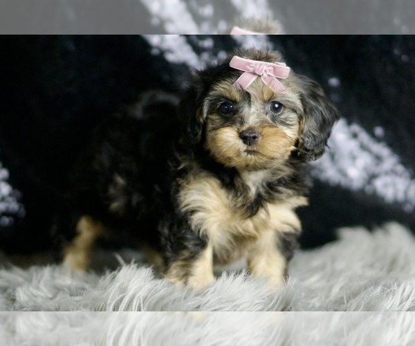Medium Photo #4 YorkiePoo Puppy For Sale in WARSAW, IN, USA