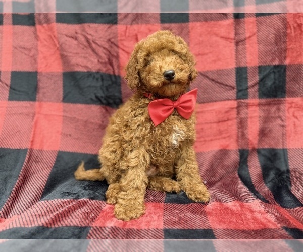 Medium Photo #3 Poodle (Miniature) Puppy For Sale in LAKELAND, FL, USA