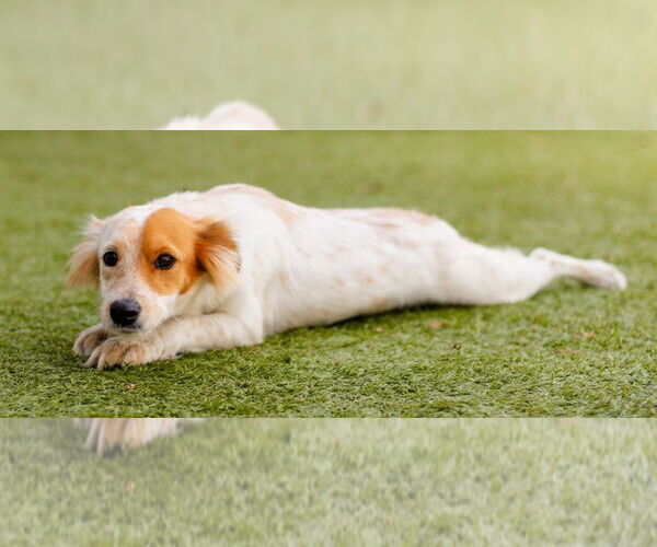 Medium Photo #4 Mutt Puppy For Sale in Canton, CT, USA