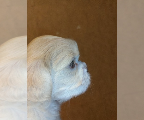 Medium Photo #2 Shih Tzu Puppy For Sale in FANNING SPGS, FL, USA
