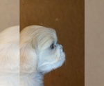 Small #1 Shih Tzu