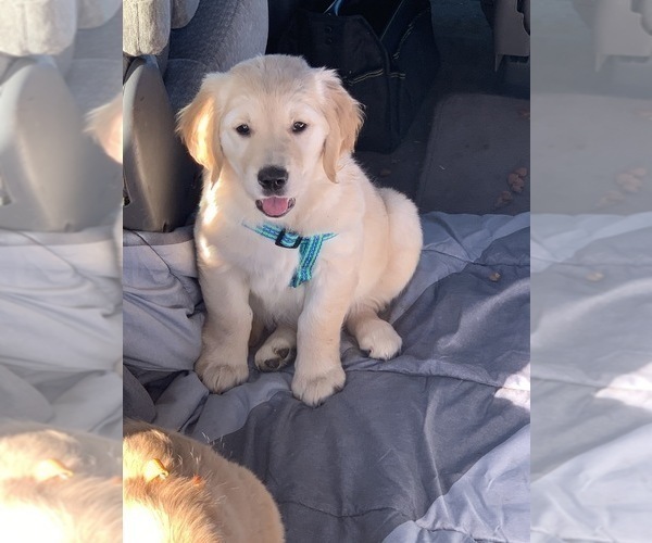 Medium Photo #13 Golden Retriever Puppy For Sale in MERCED, CA, USA