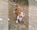 Small #1 Mutt