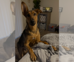 Small #3 German Shepherd Dog Mix