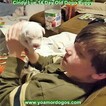 Small Photo #15 Dogo Argentino Puppy For Sale in PINEVILLE, MO, USA