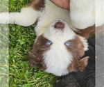 Puppy Eddie Australian Shepherd