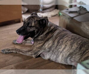 Lola *URGENT FOSTER NEEDED TOO! - Female Boxer-Unknown Mix Dog for Adoption - Photo #2