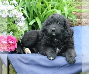 Miniature Bernedoodle Puppy for sale in GORDONVILLE, PA, USA