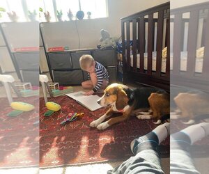 Beagle Dogs for adoption in Gloucester, VA, USA