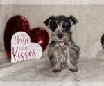 Puppy Smidge Schnauzer (Miniature)